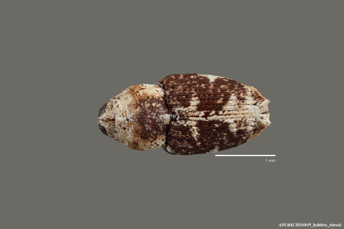 Cylindrocopturus biradiatus image