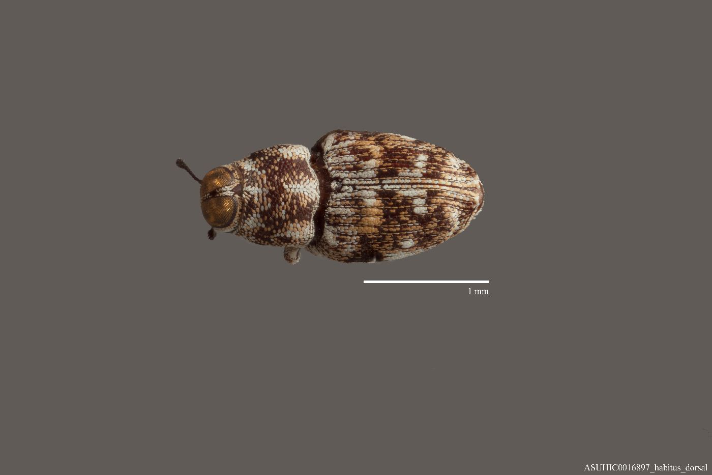 Cylindrocopturus albonotatus image