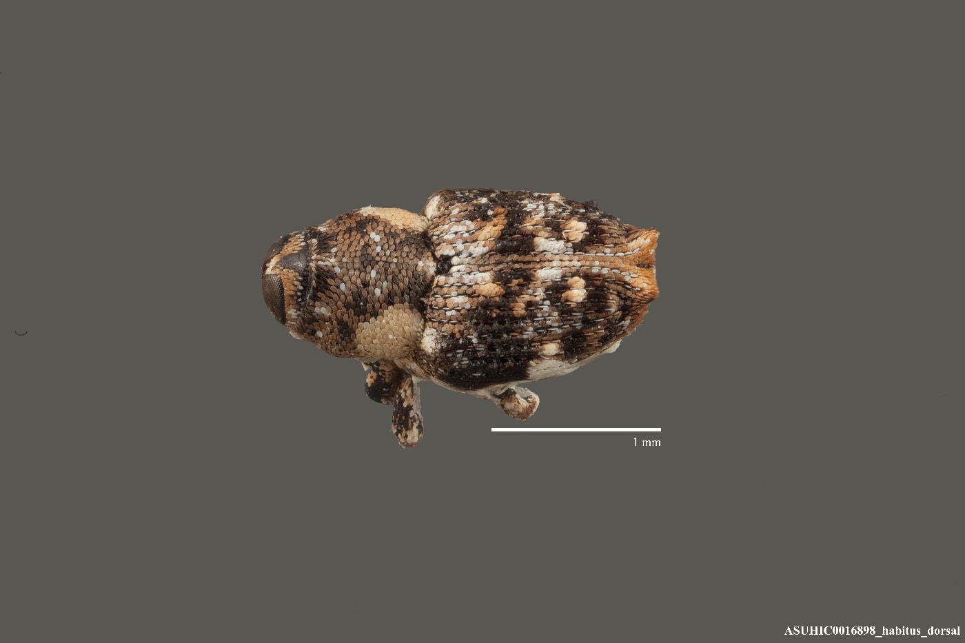 Cylindrocopturus armatus image