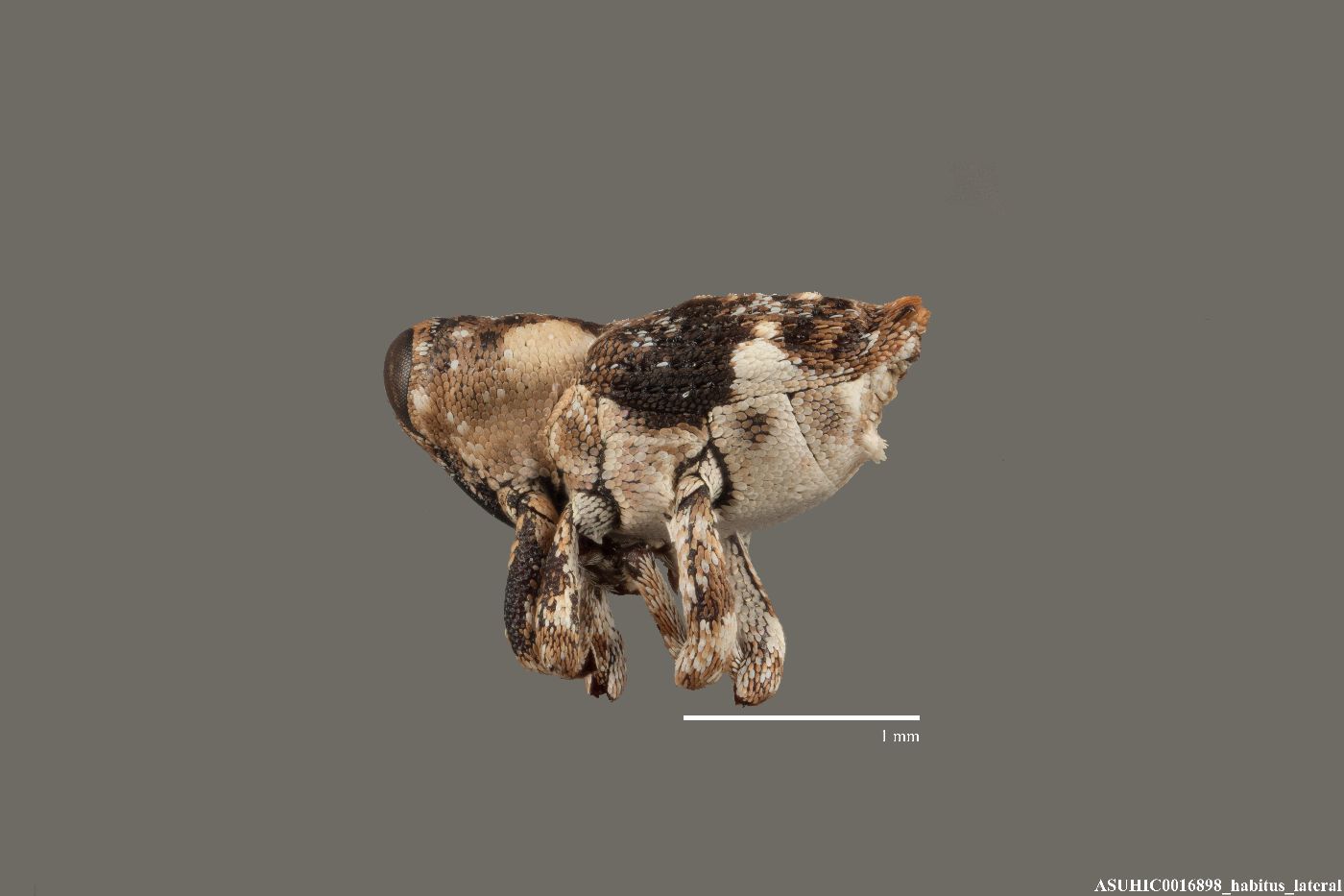Cylindrocopturus armatus image