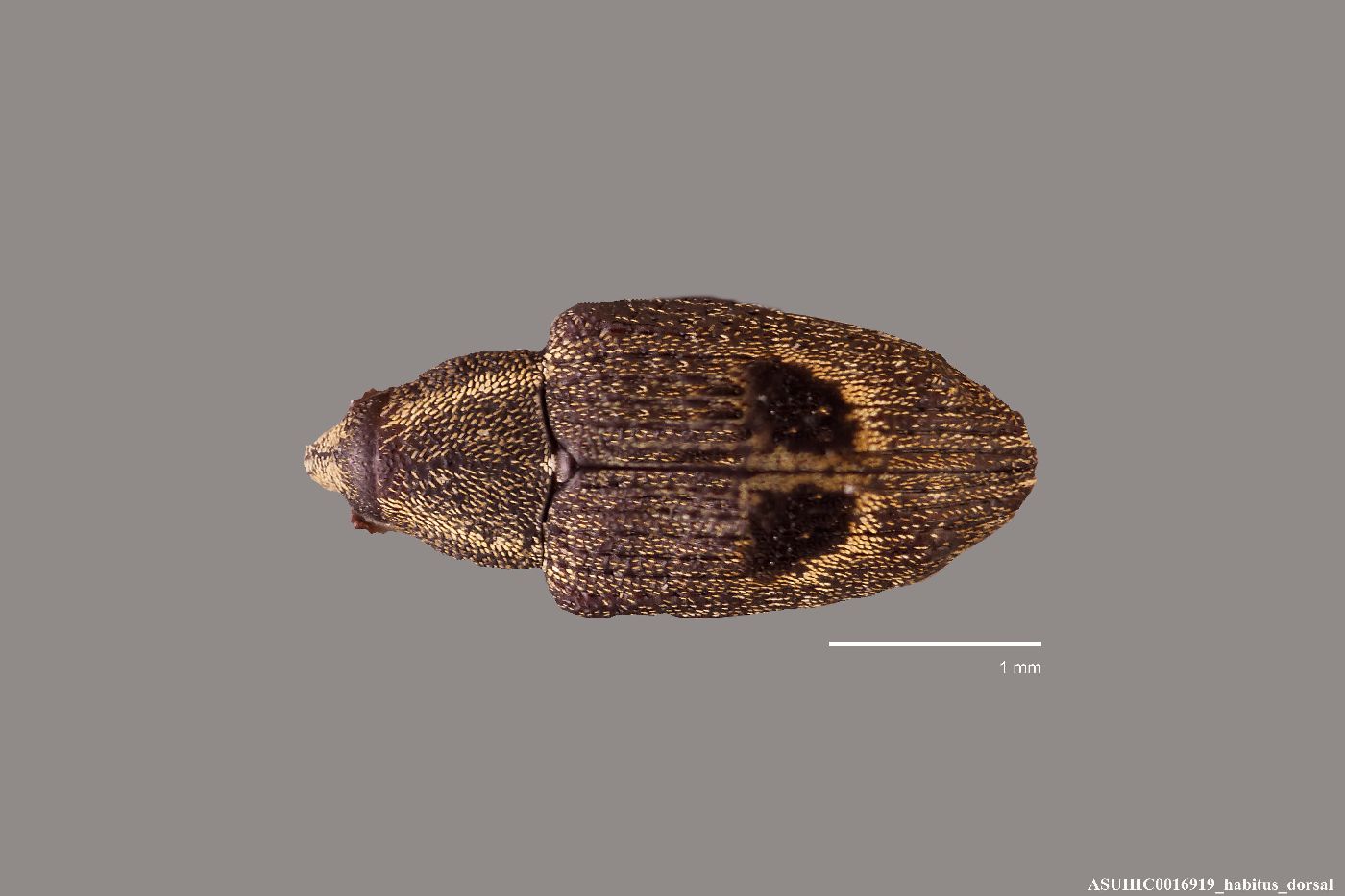 Linogeraeus neglectus image