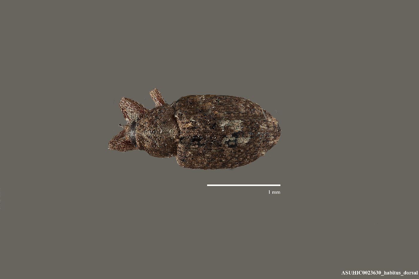 Smicronyx albonotatus image