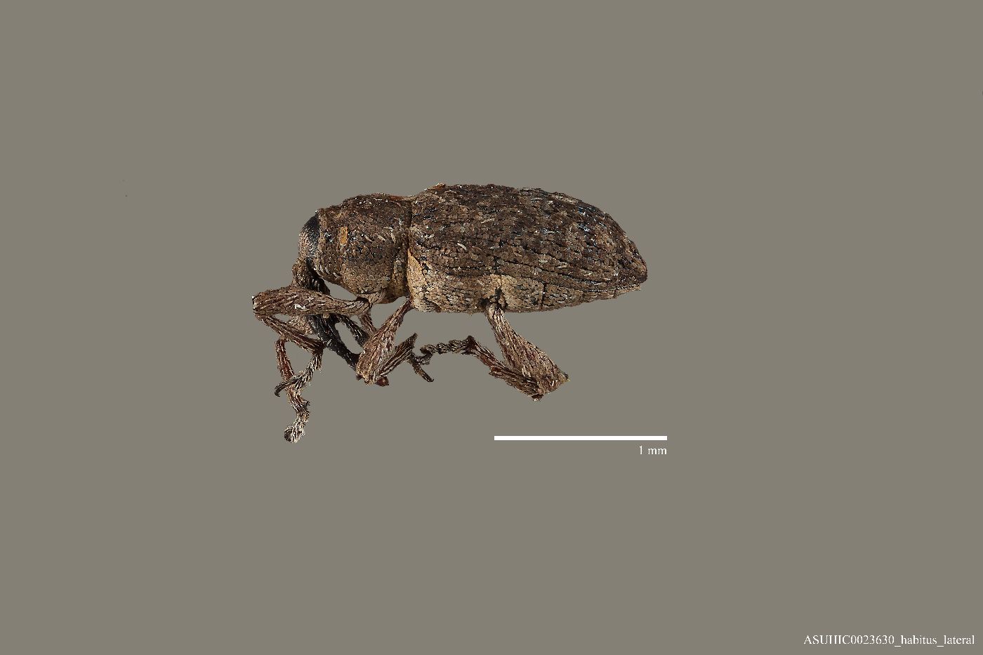 Smicronyx albonotatus image