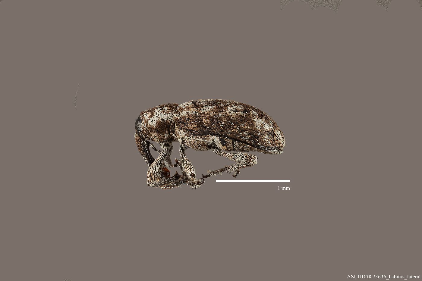 Smicronyx cinereus image