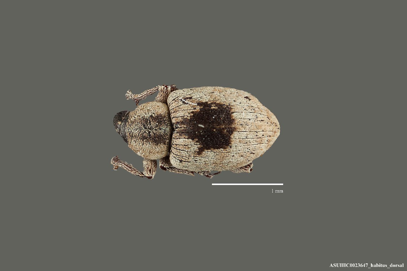 Smicronyx corpulentus image