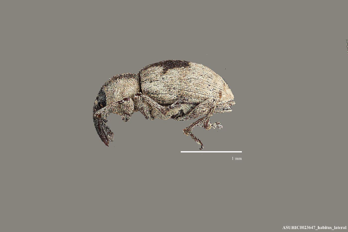 Smicronyx corpulentus image