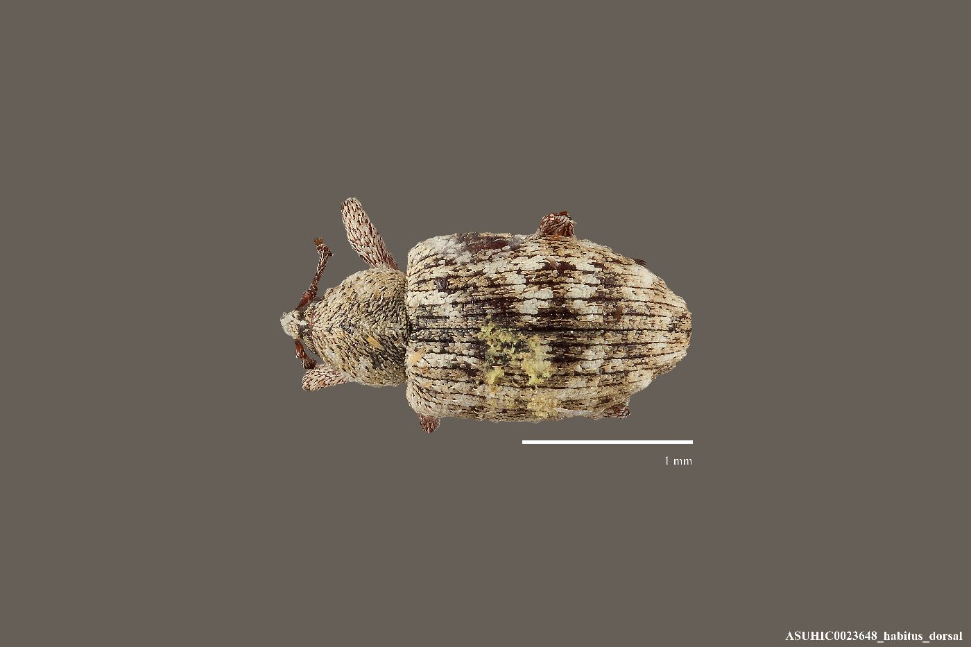 Smicronyx flavicans image