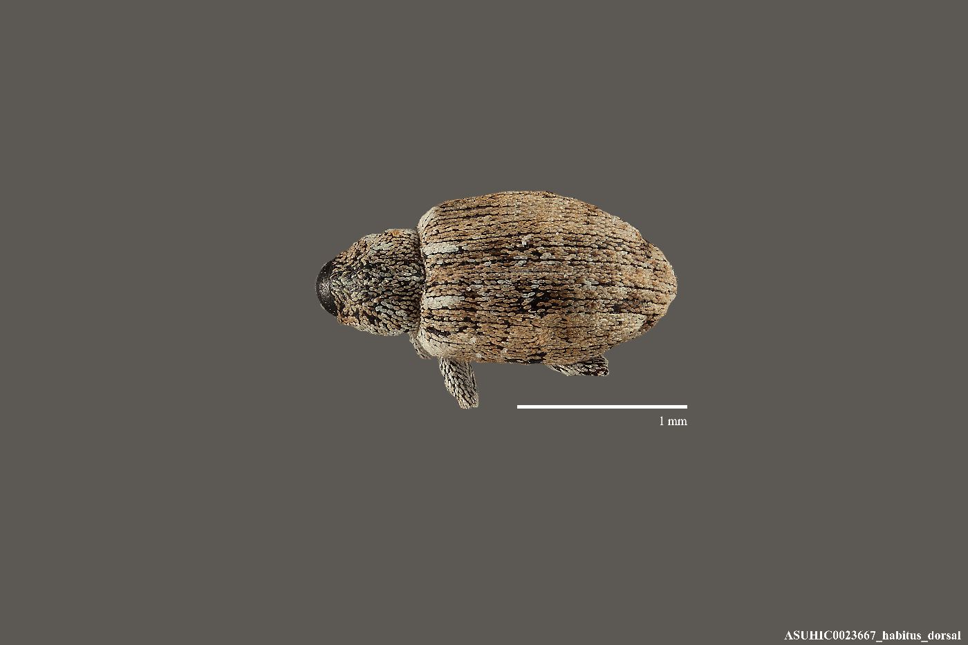Smicronyx mucidus image