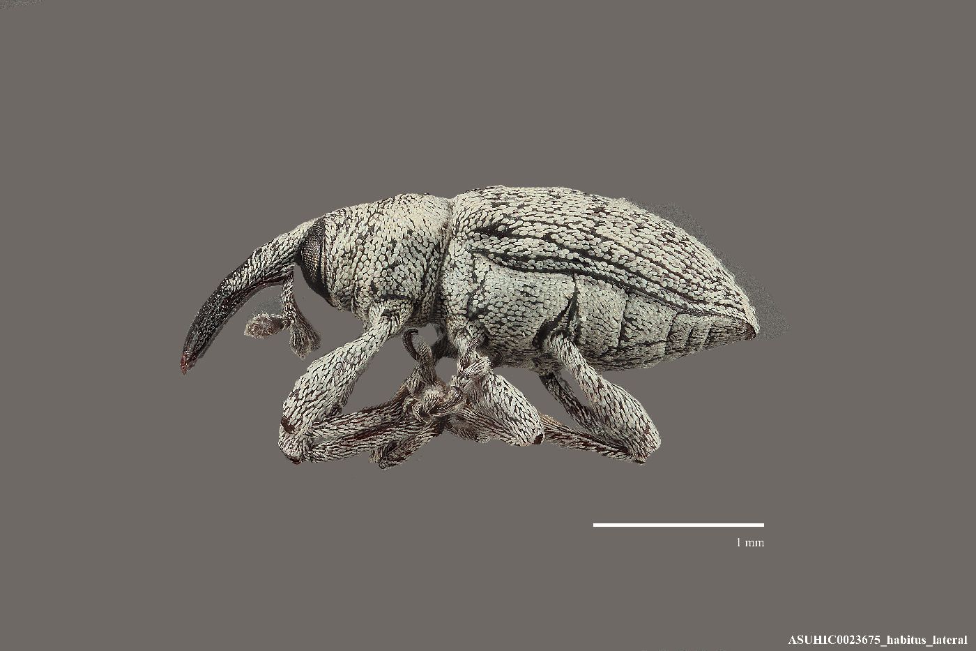 Smicronyx pinguis image