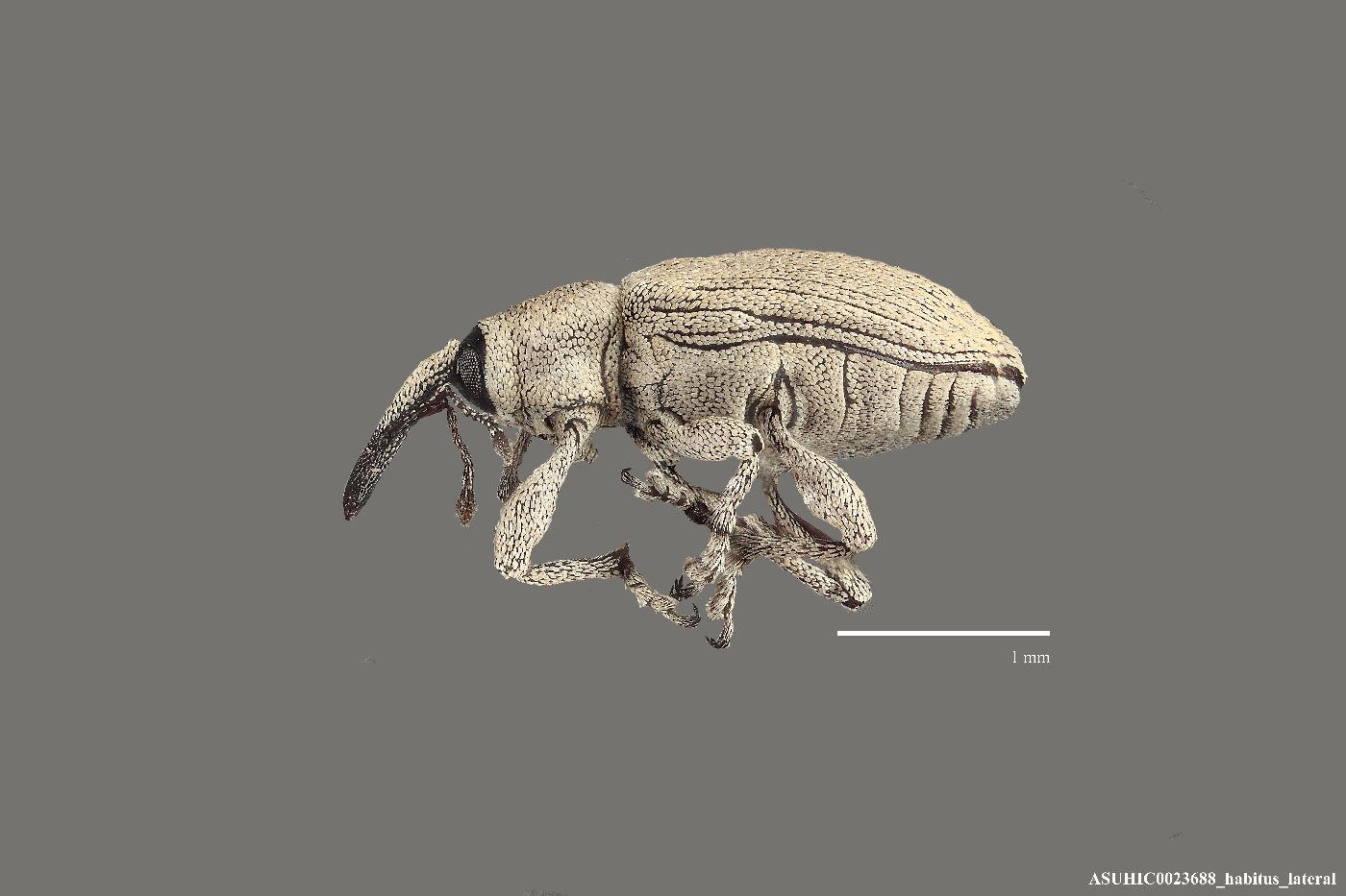 Smicronyx sordidus image