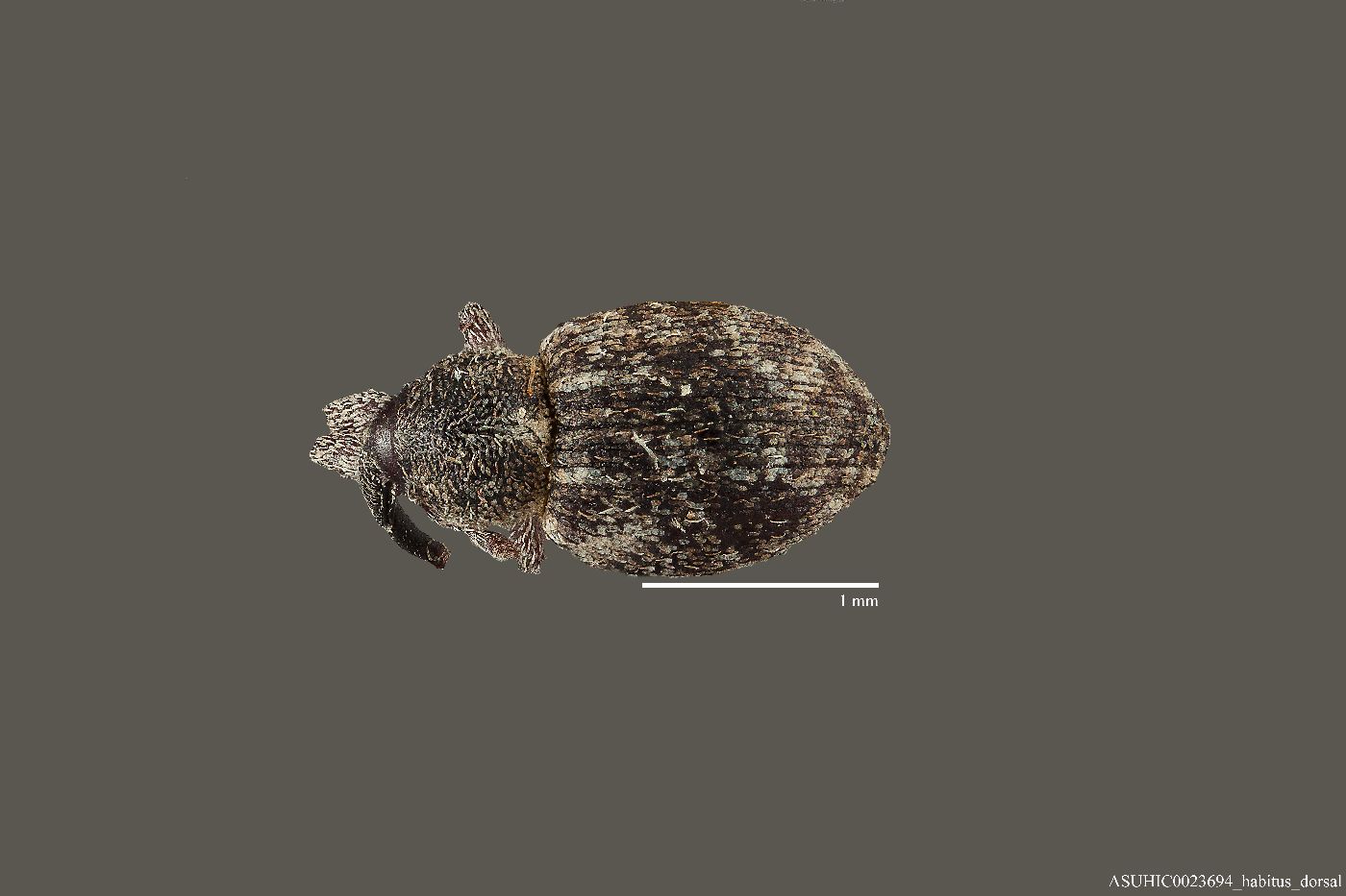 Smicronyx squalidus image