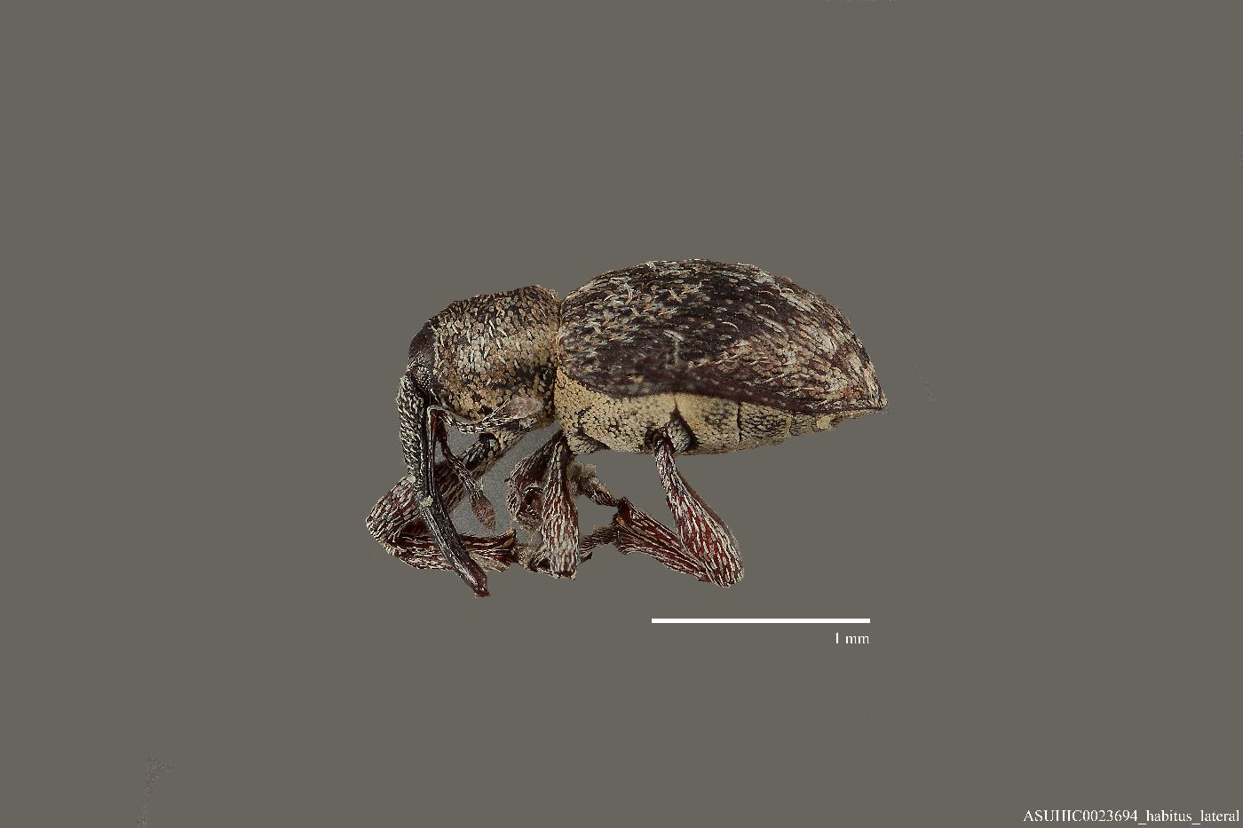 Smicronyx squalidus image