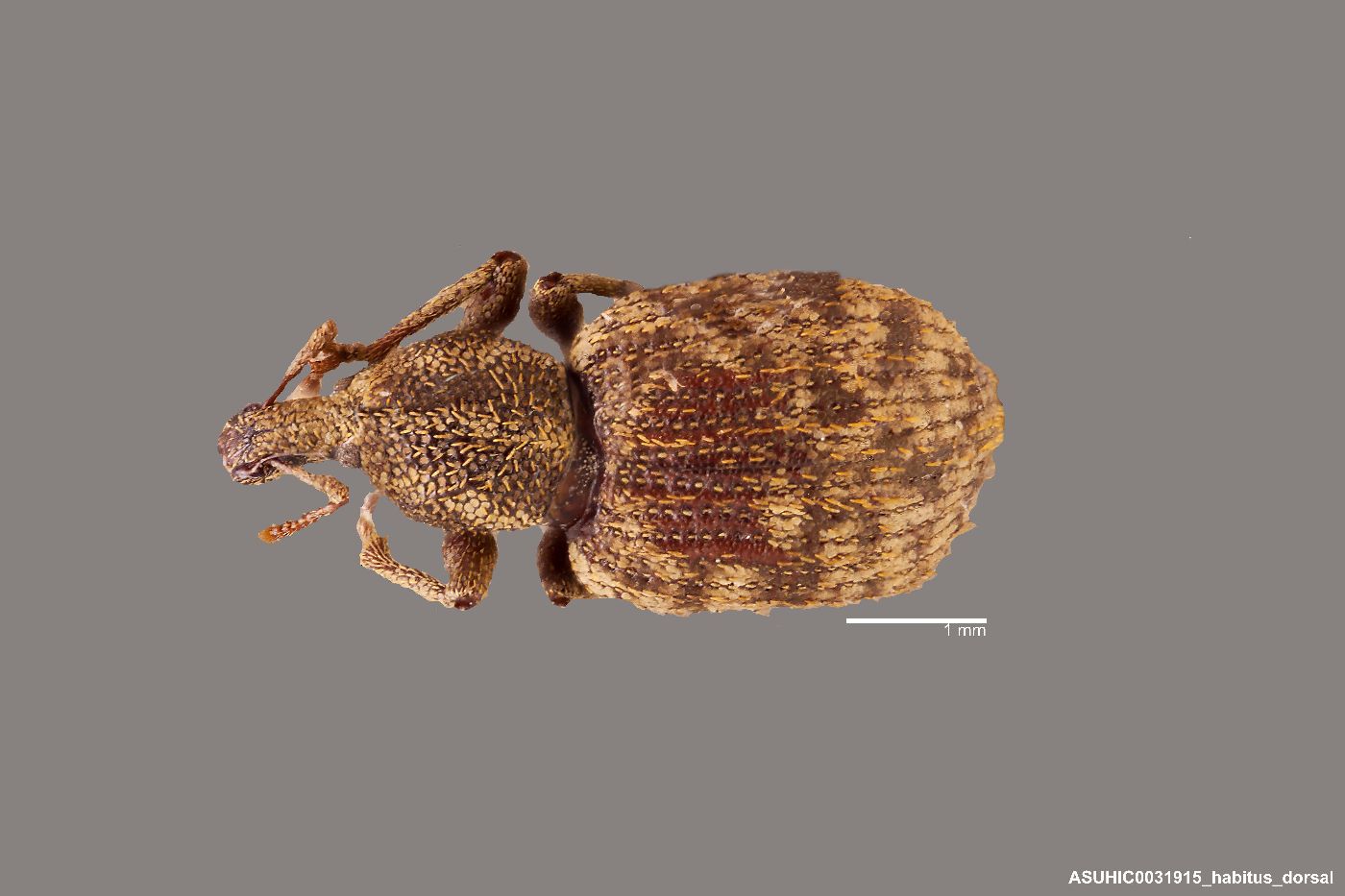 Lepidophorus alternatus image
