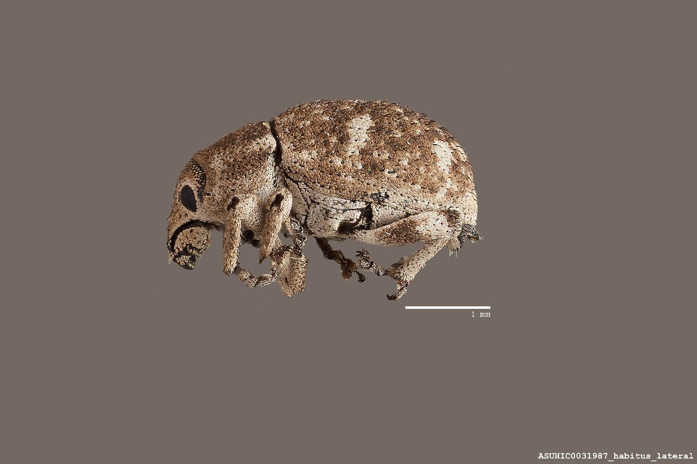 Colecerus rotundicollis image