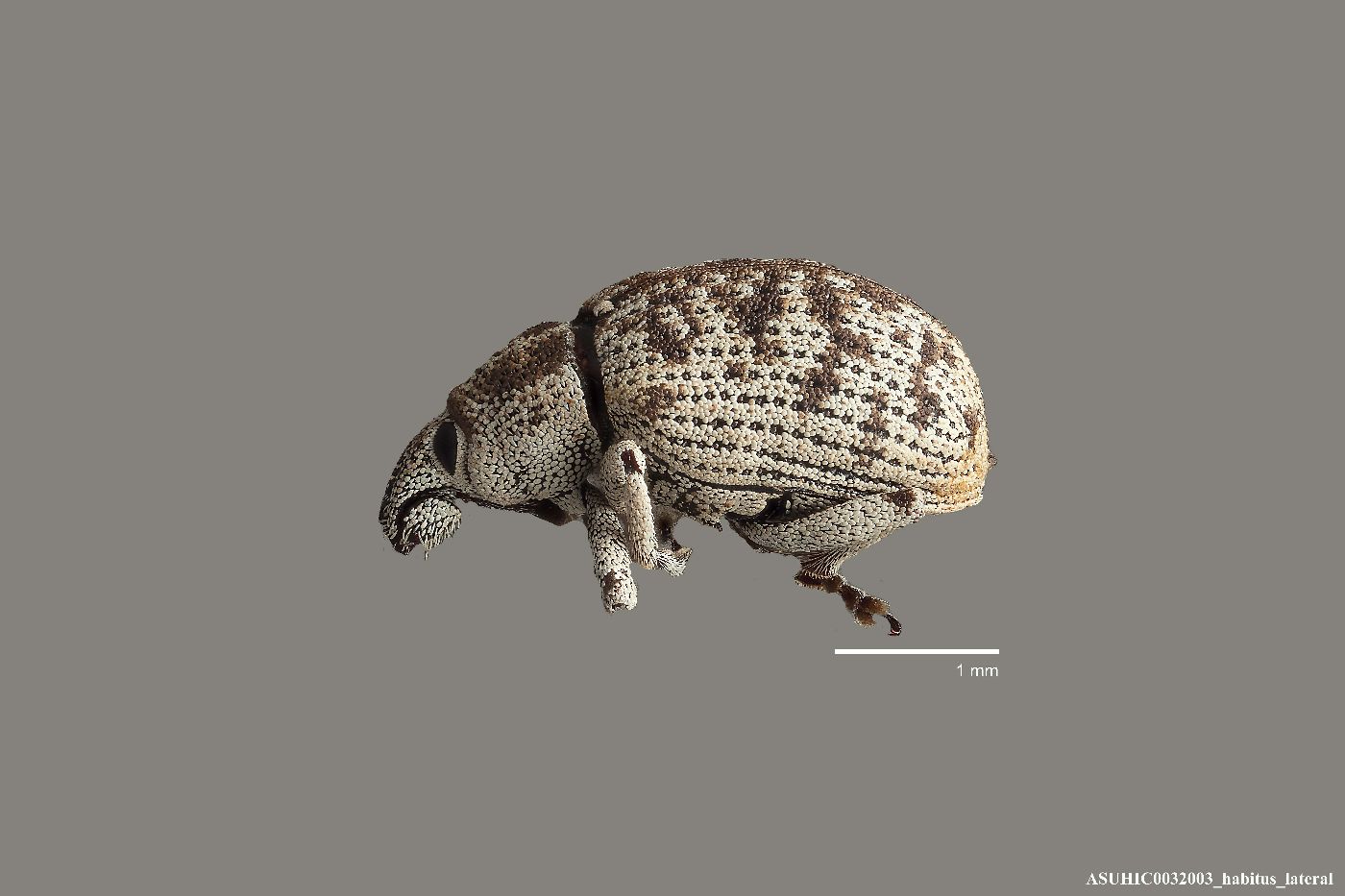 Eucoleocerus fuscovarius image