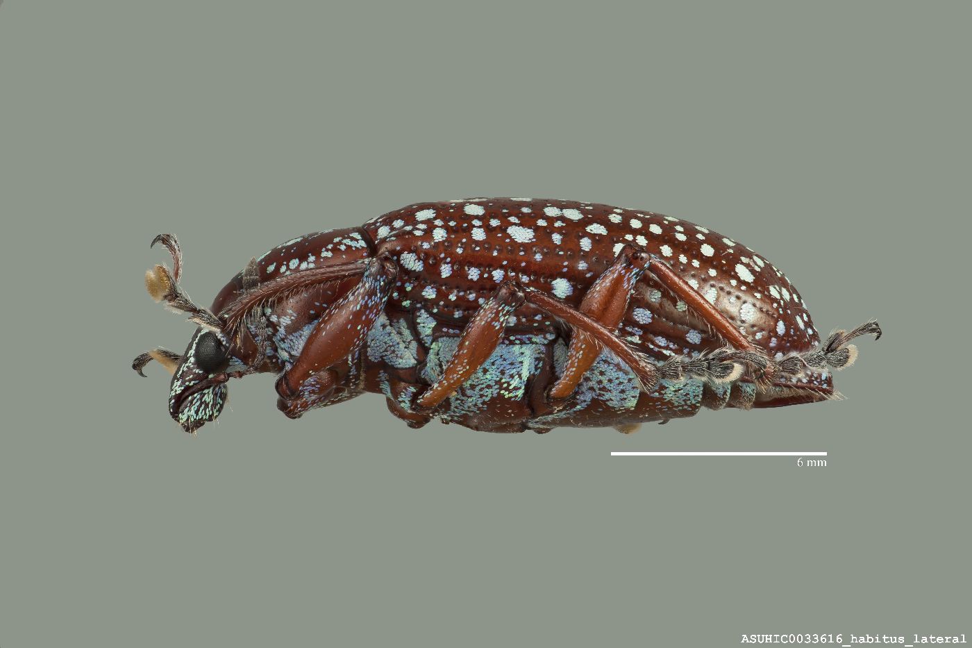 Lachnopus splendidus image