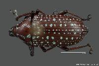 Image of Lachnopus splendidus