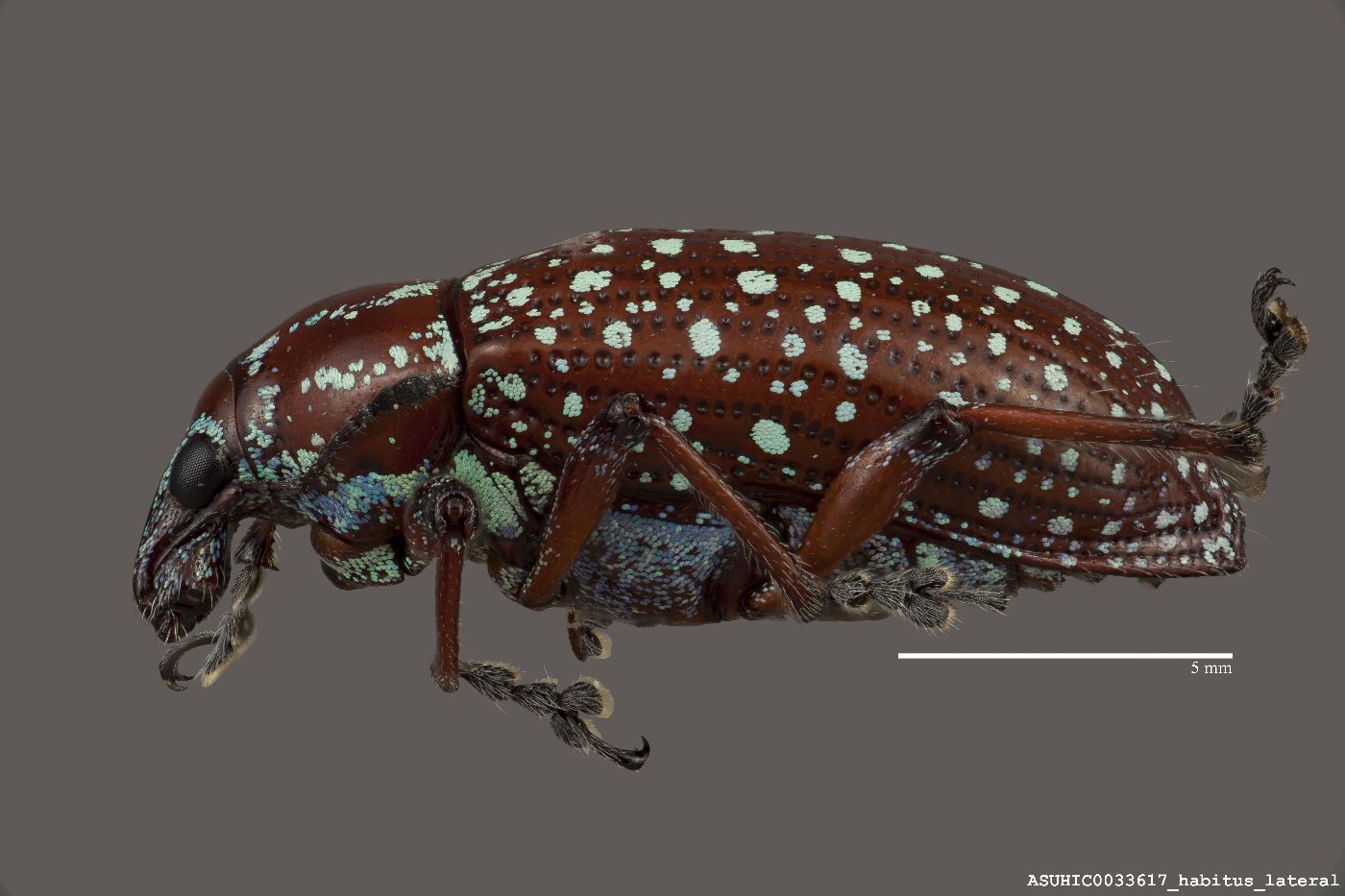 Lachnopus splendidus image