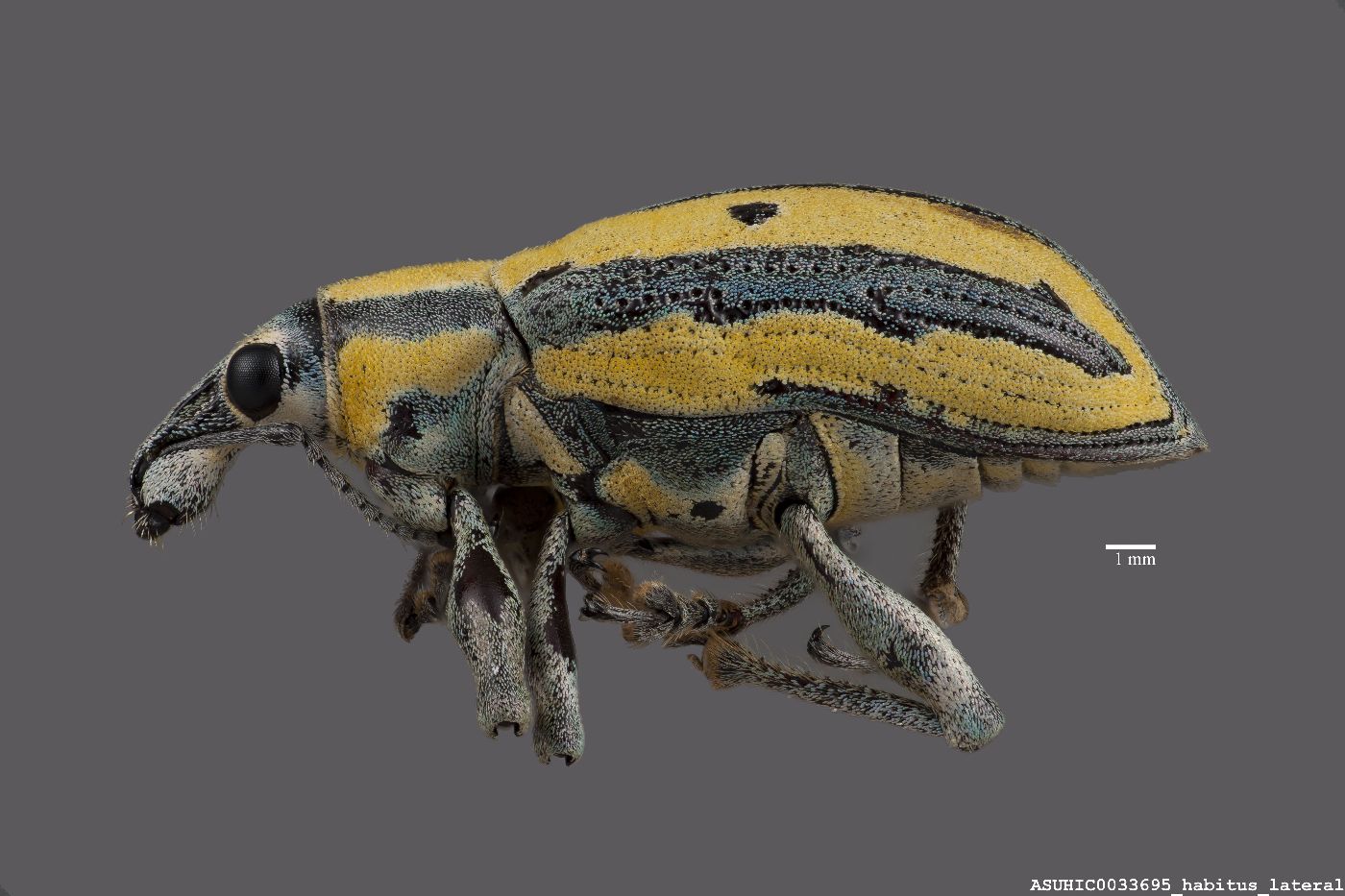 Exophthalmus scalaris image