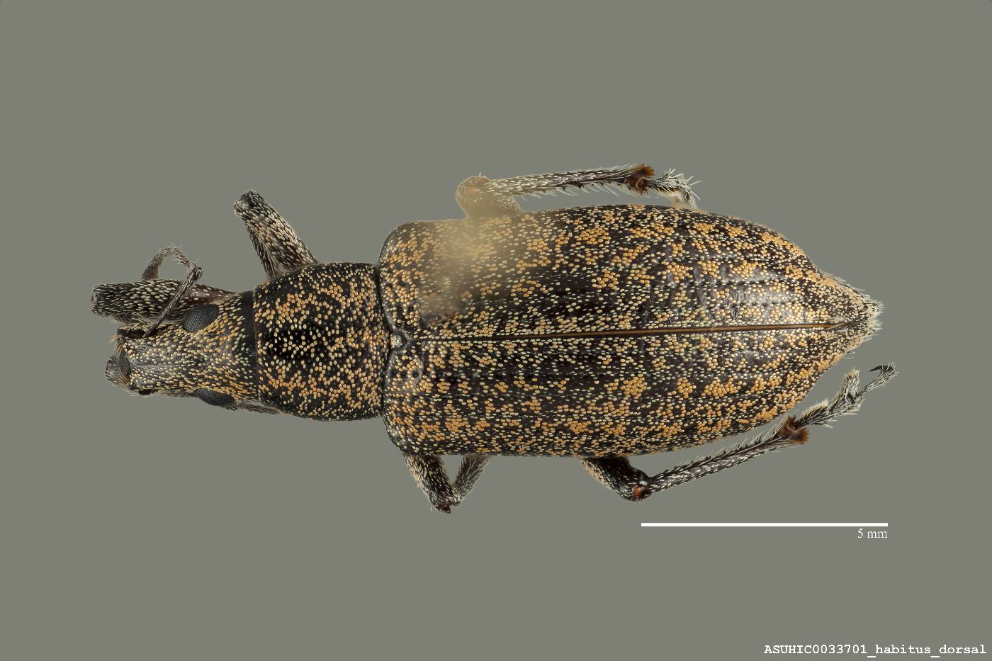 Entiminae image