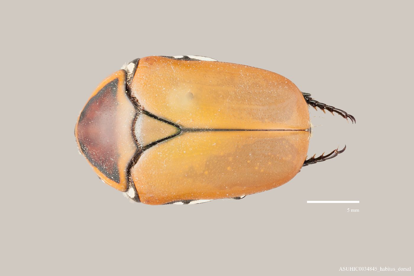 Dischista cincta image