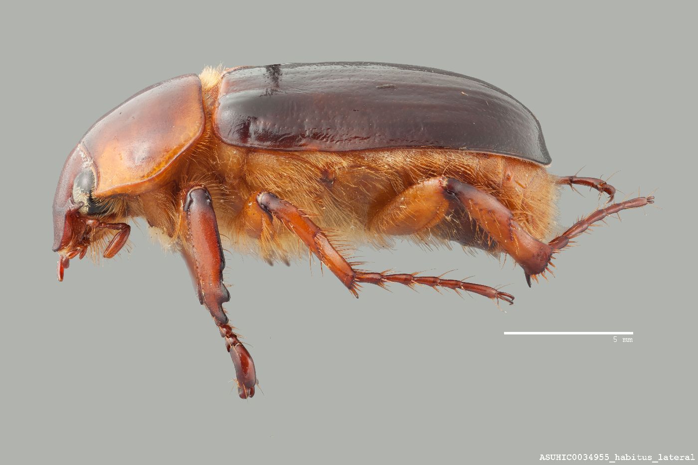 Ancognatha manca image