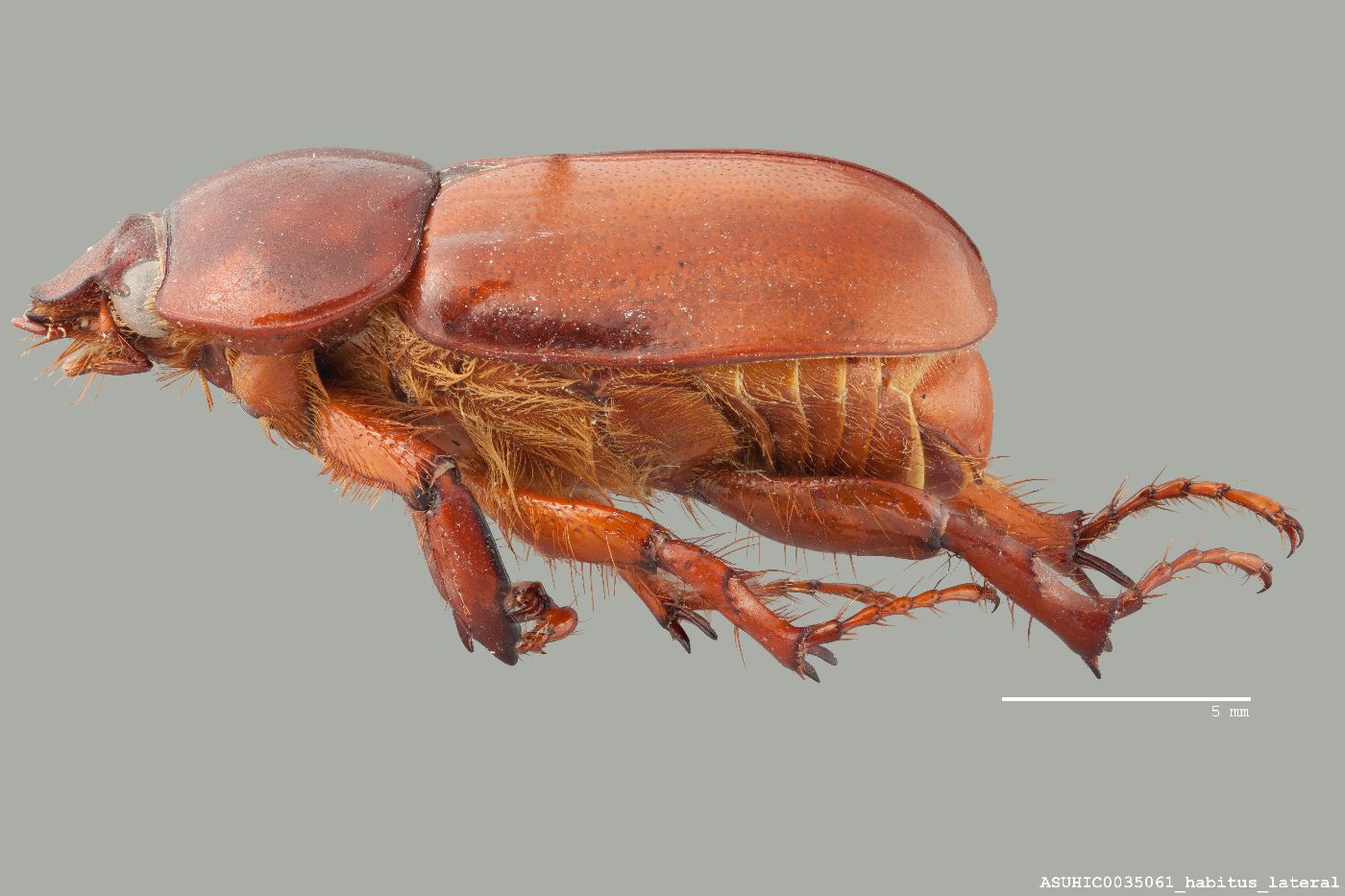 Ancognatha image