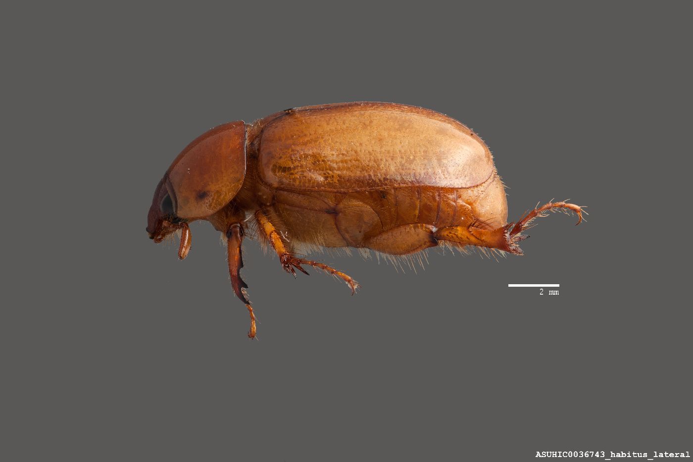 Cyclocephala pasadenae image