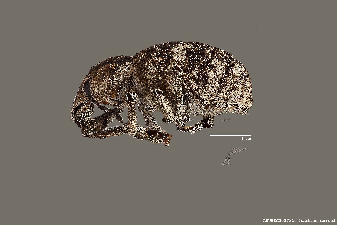 Promecops leucothyrea image