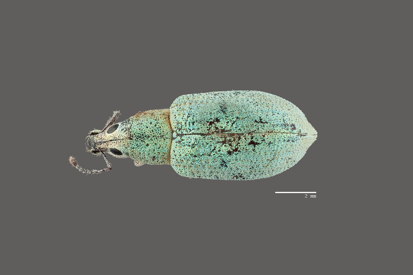 Exophthalmus agrestis image