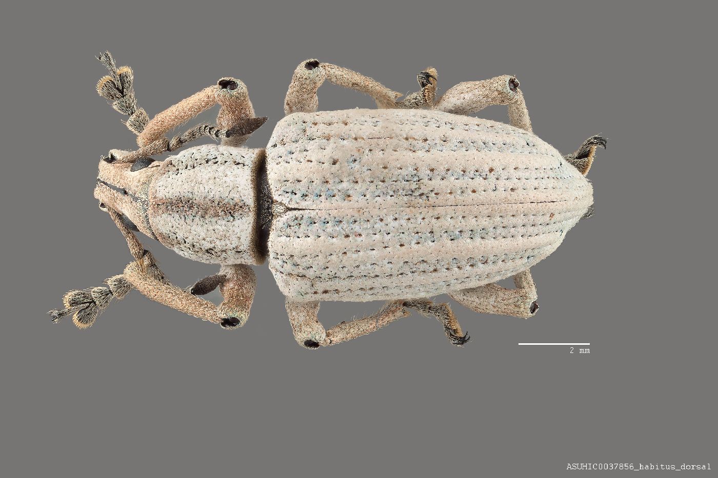 Exophthalmus carinirostris image