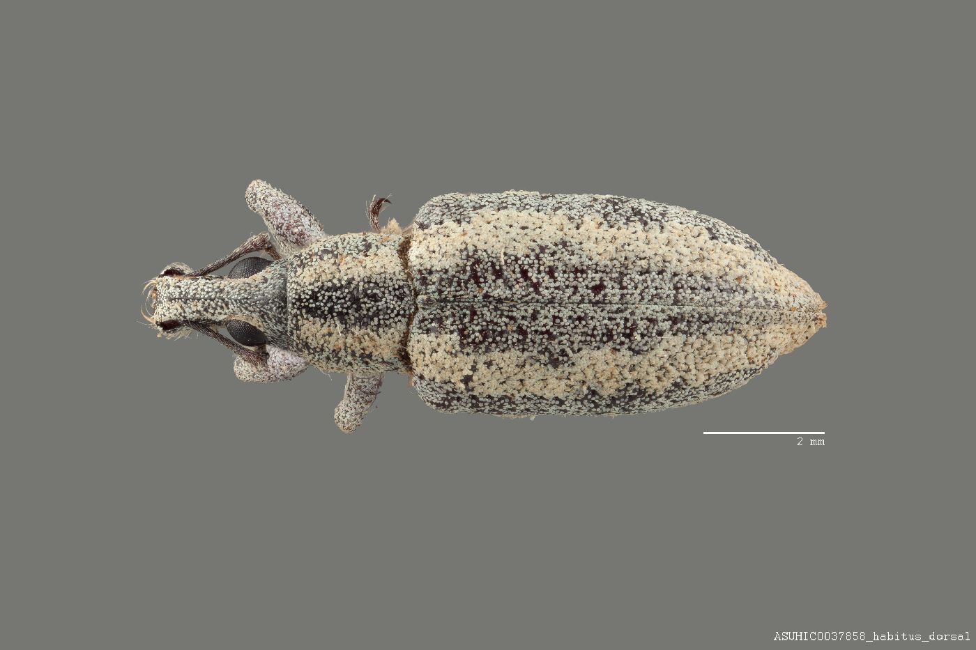 Exophthalmus duplicatus image