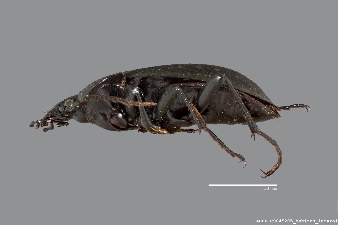 Calosoma (Campalita) maderae image