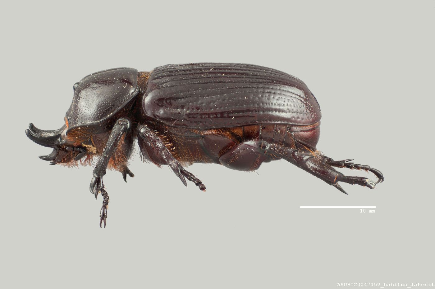 Phileurus truncatus image