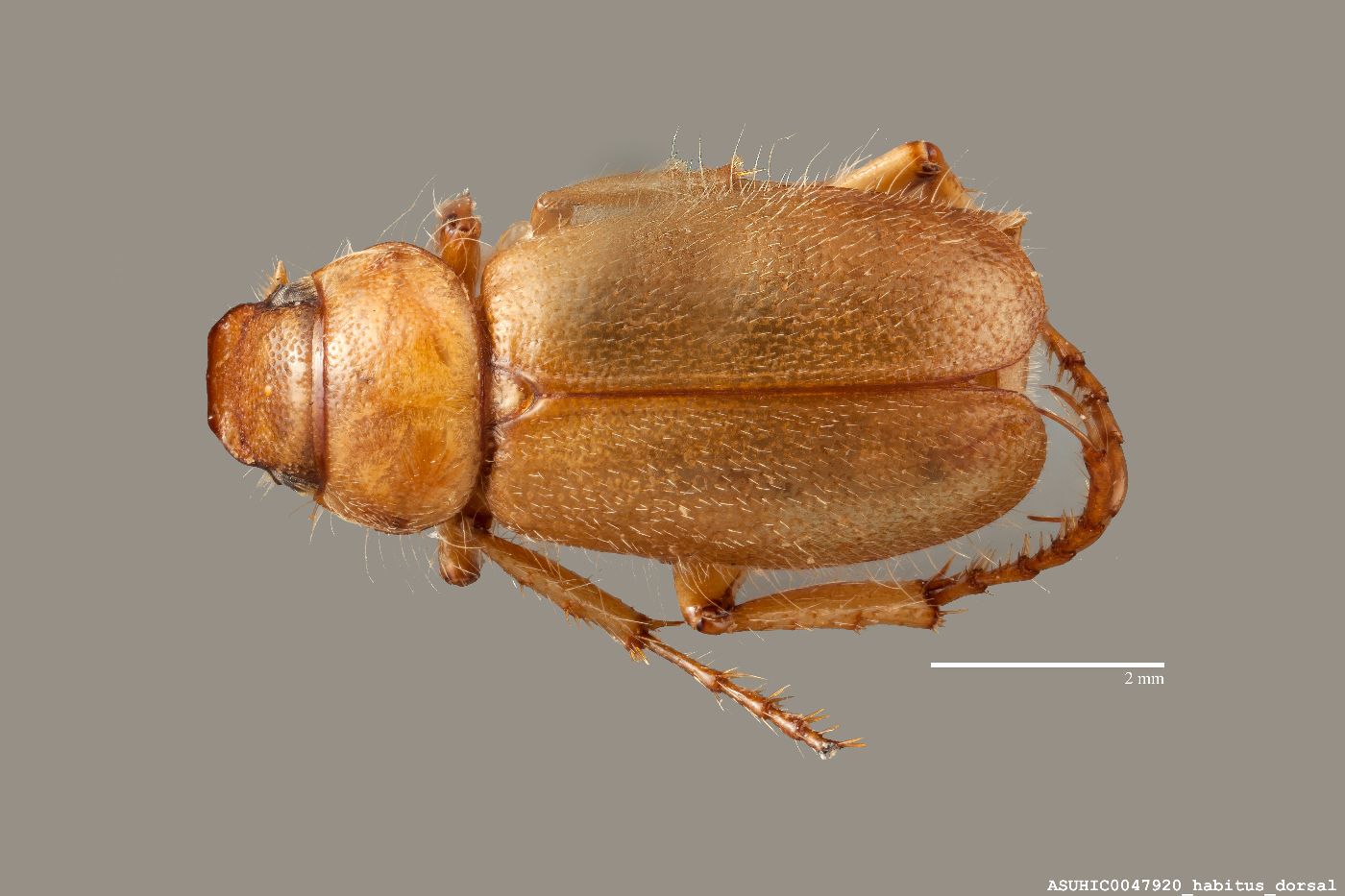 Coenonycha pygmaea image