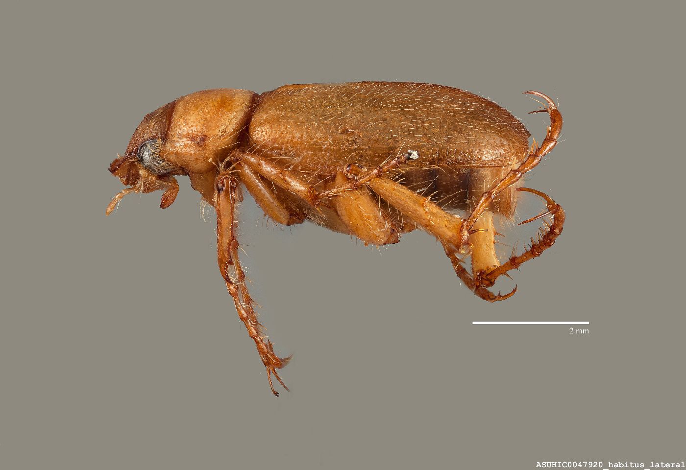 Coenonycha pygmaea image