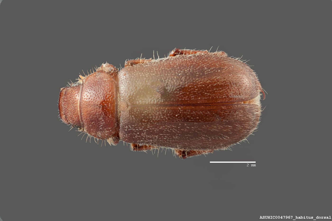 Coenonycha acuta image