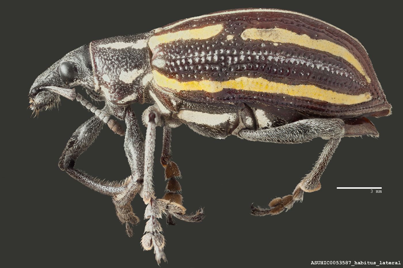 Exophthalmus quadrivittatus image