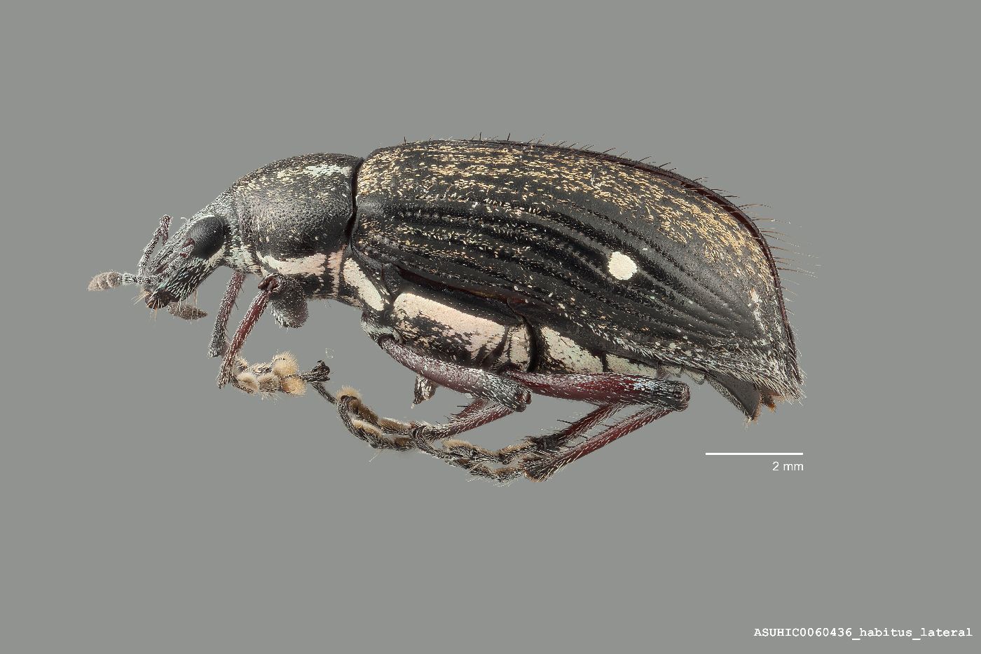 Lachnopus niveoirroratus image