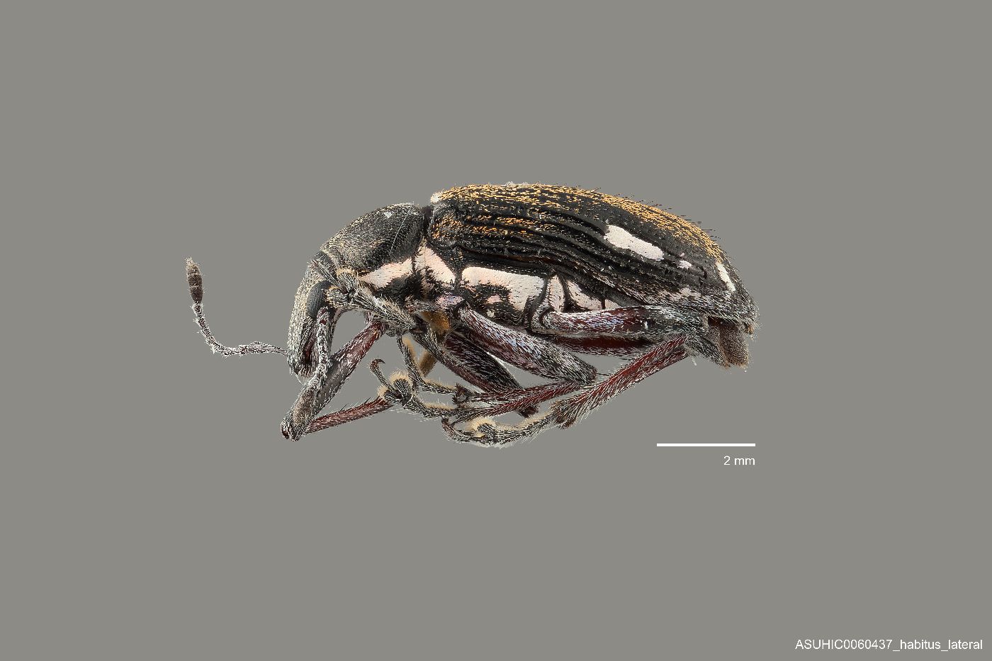 Lachnopus niveoirroratus image