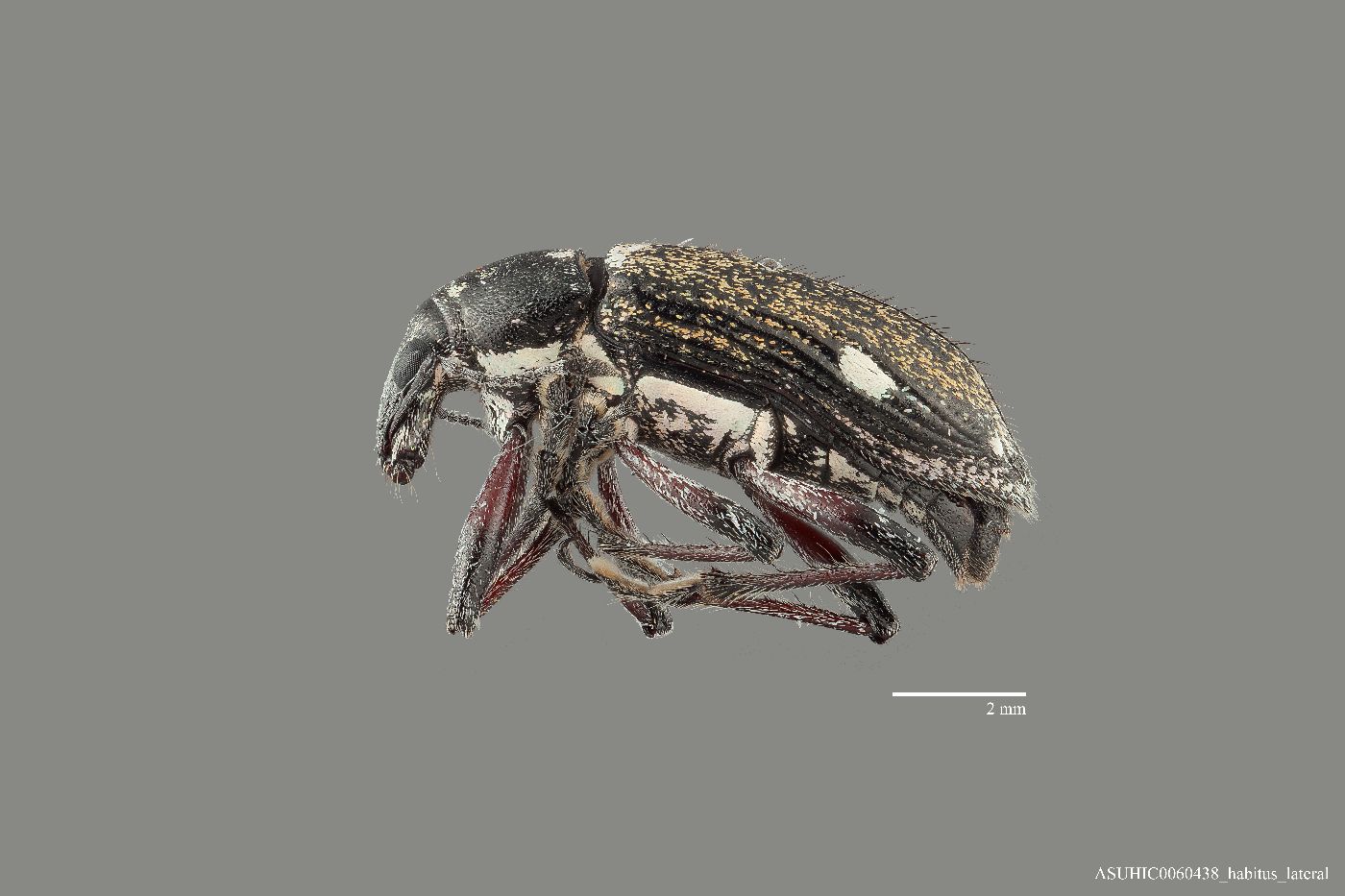 Lachnopus niveoirroratus image