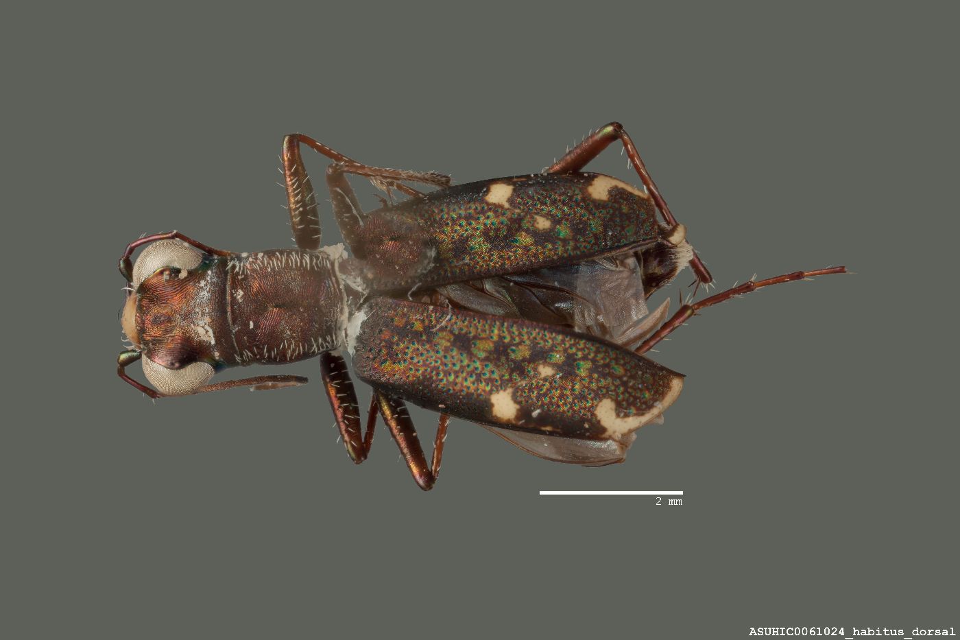 Cicindelinae image