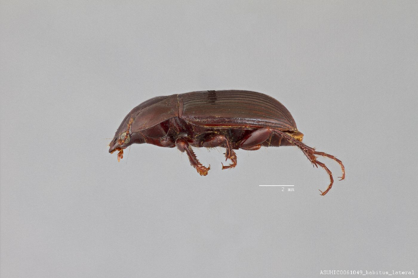 Amara (Curtonotus) ignatovitschi image