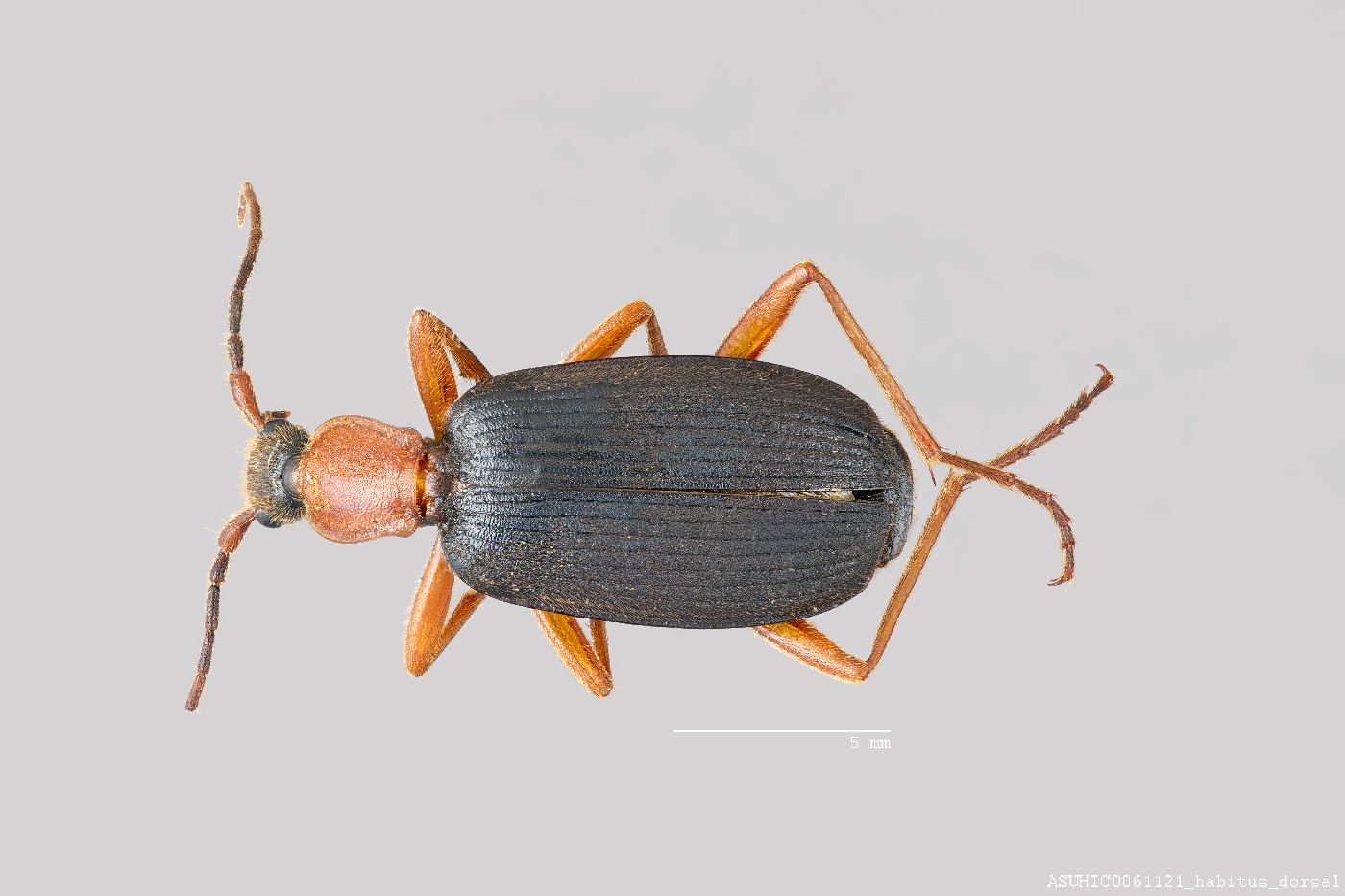 Galeritina image