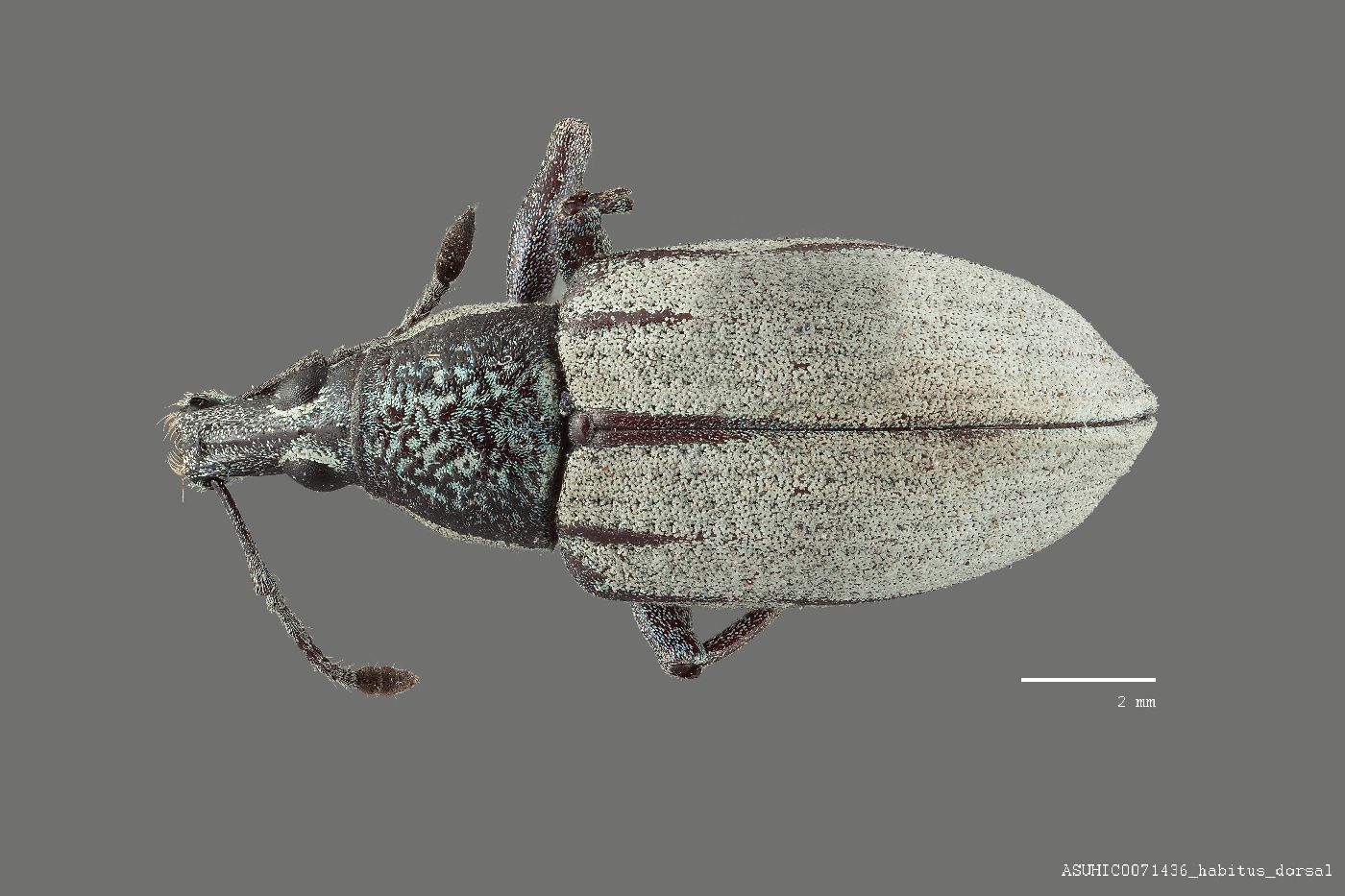 Diaprepes doublierii image