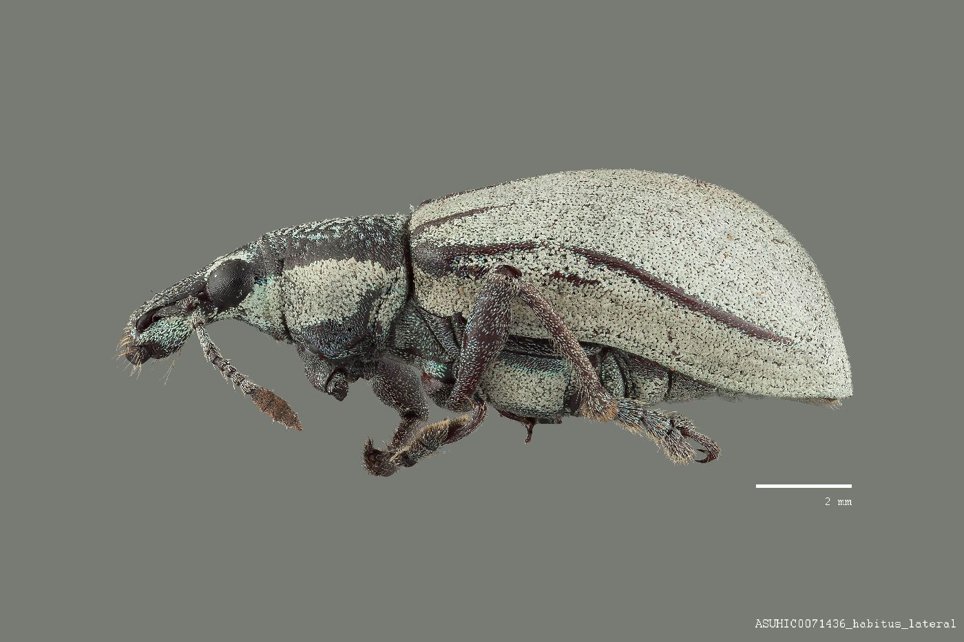 Diaprepes doublierii image