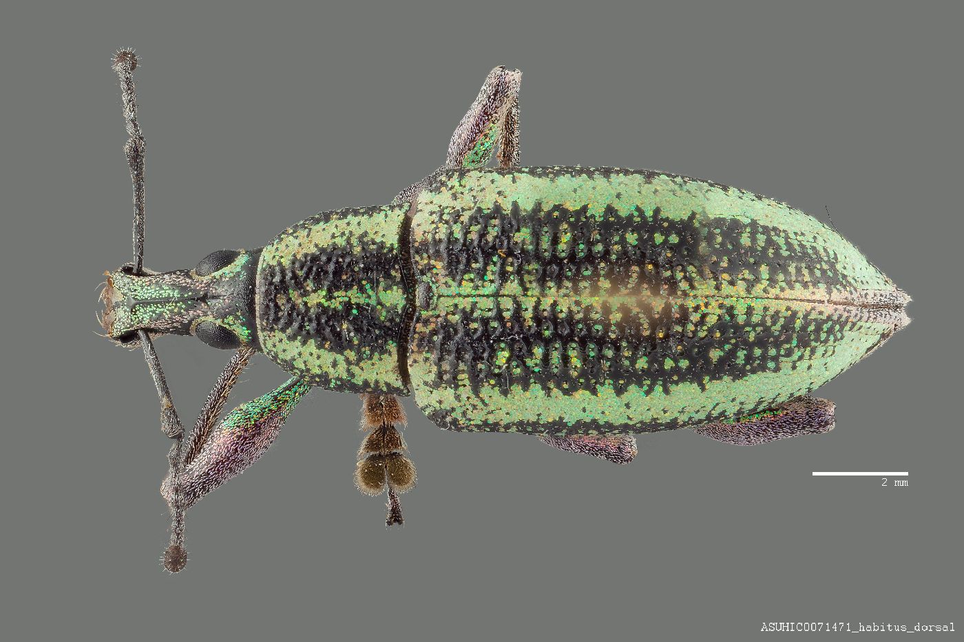 Exophthalmus sulcicrus image