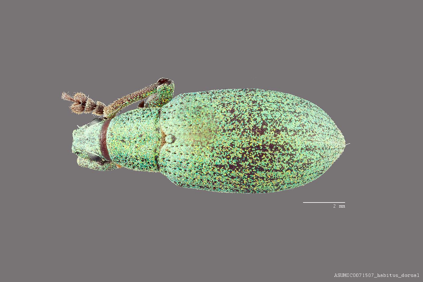 Phaops adamantinus image