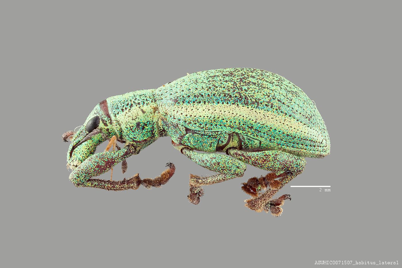 Phaops adamantinus image