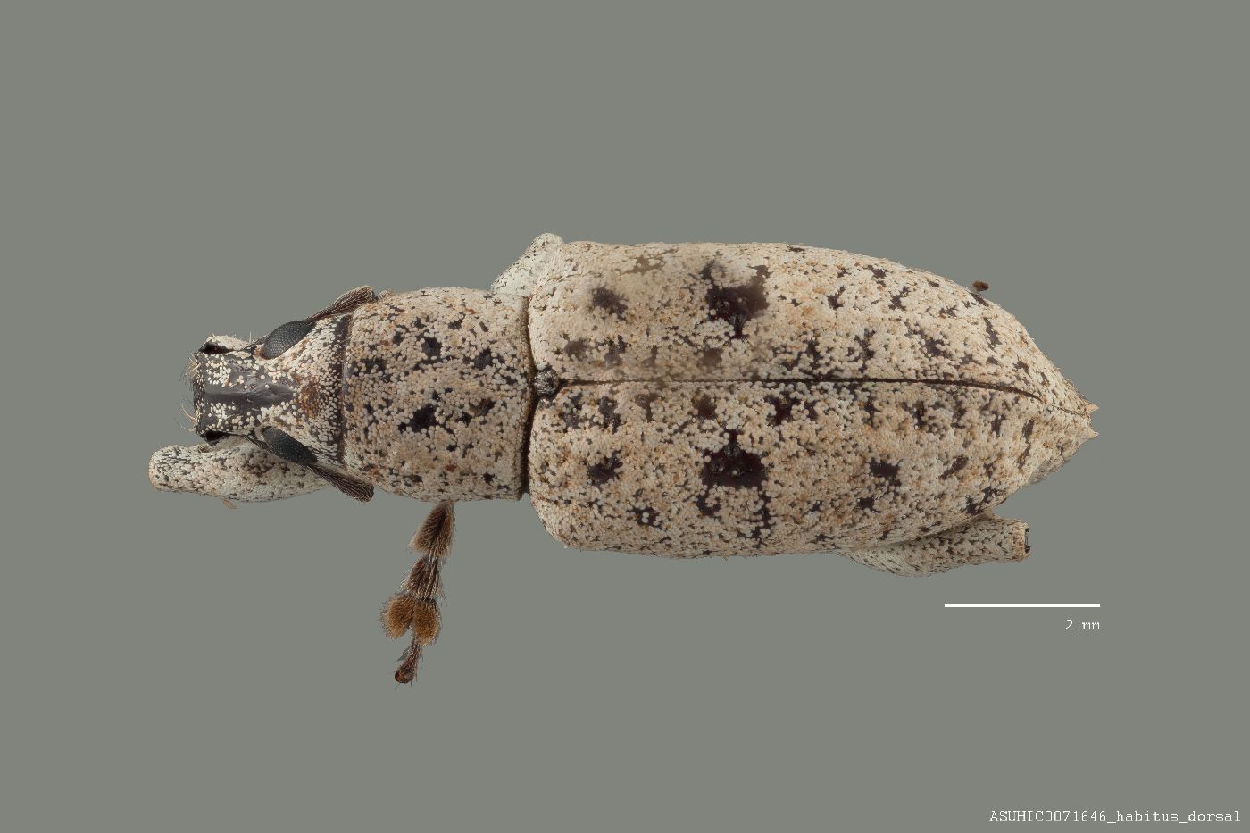 Exophthalmus scalptus image